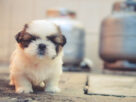 How to Keep Dog Healthy